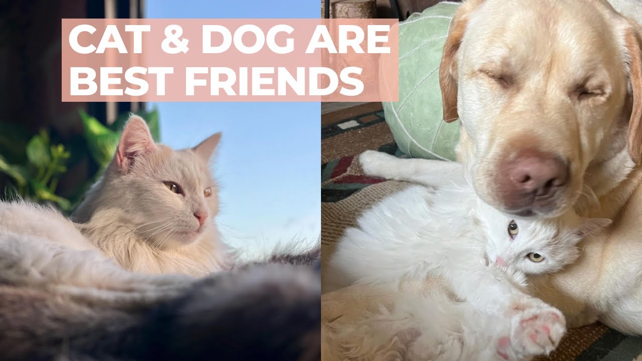 She Didn't Want Another Pet But Then Her Dog Fell In Love With A Disabled Kitten 🥹