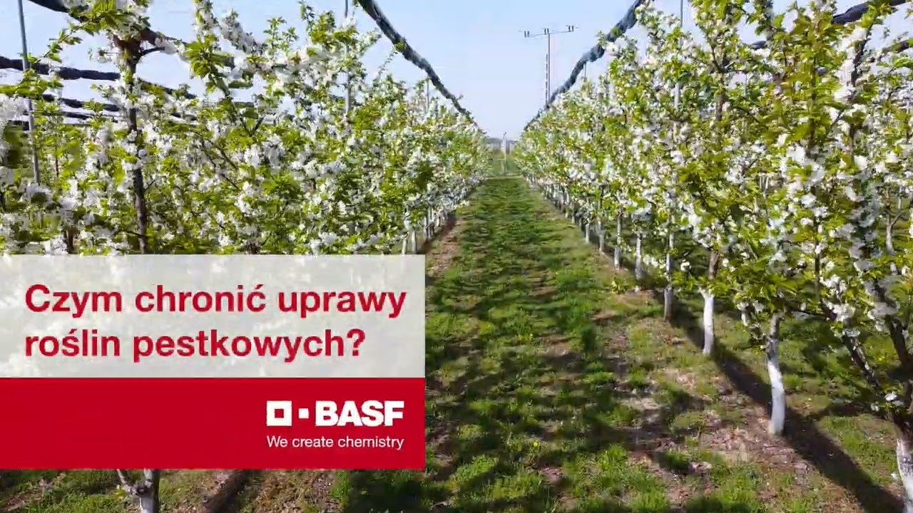 Jak ochronić drzewa pestkowe przed chorobami?