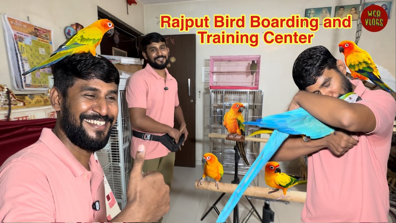 Karan rajput birds trainer #birdlovers #birdtraining #nalasopara #mumbai