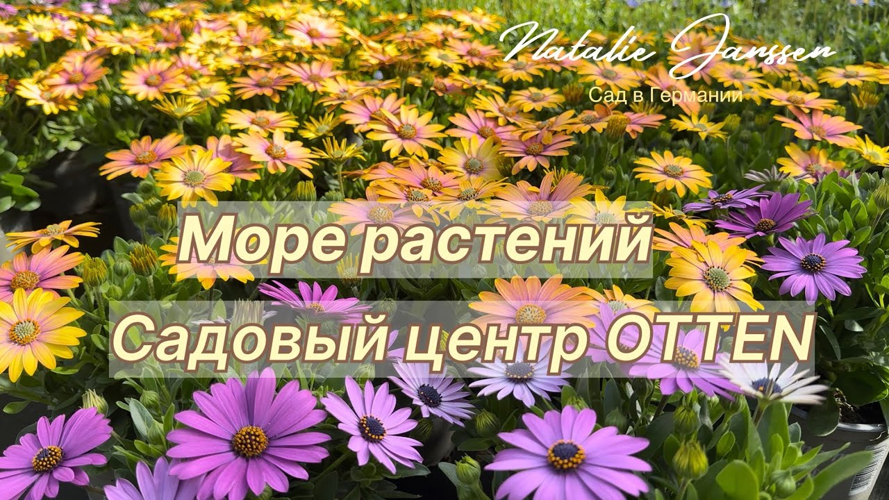 Что сейчас купить в садовом центре ?🌿 Идеи для красивого сада 🌿 Большой обзор садового центра 🌿