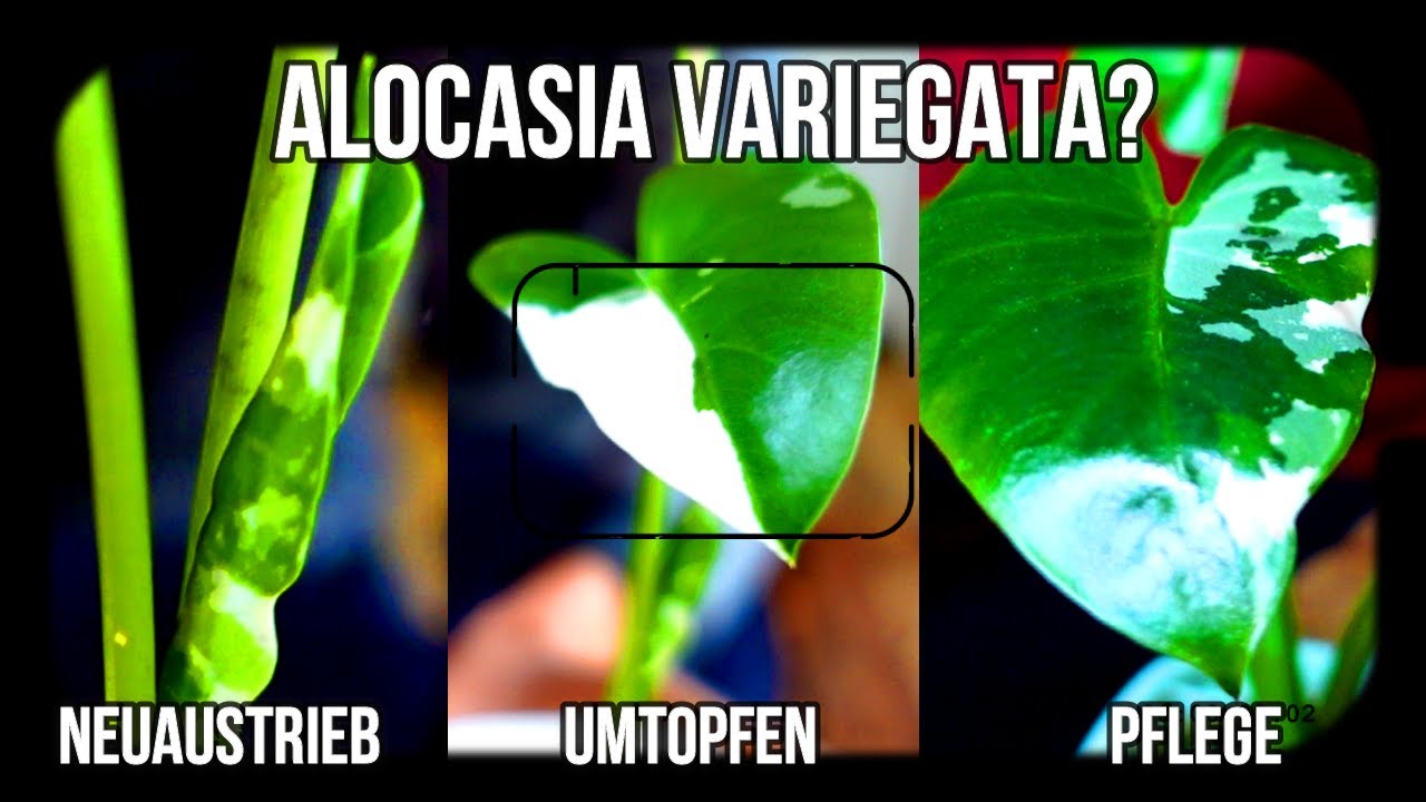 Alocasia - seltene Pflanzen online kaufen - macrorrhiza variegata