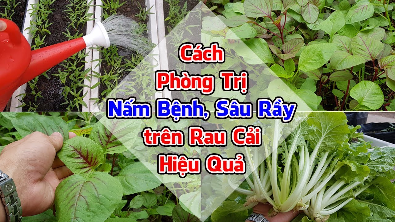 Cách tưới nước ấm phòng trị nấm bệnh, sâu rầy trên rau cải sao cho hiệu quả.