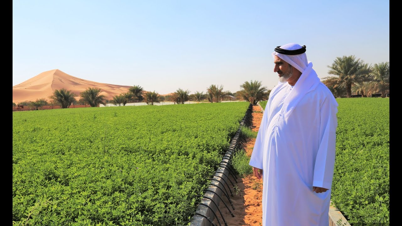 Agriculture in UAE deserts is possible and profitable