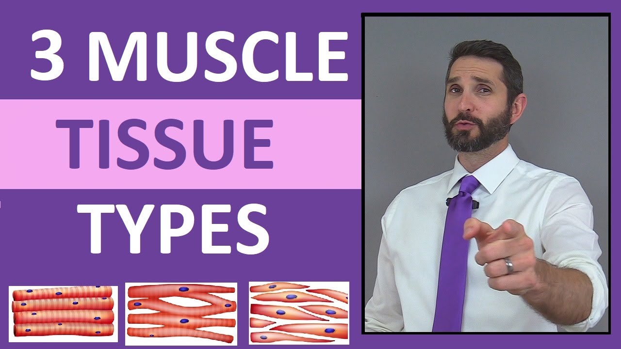 Three Types of Muscle Tissue (Skeletal, Smooth, Cardiac) Anatomy Compilation Review