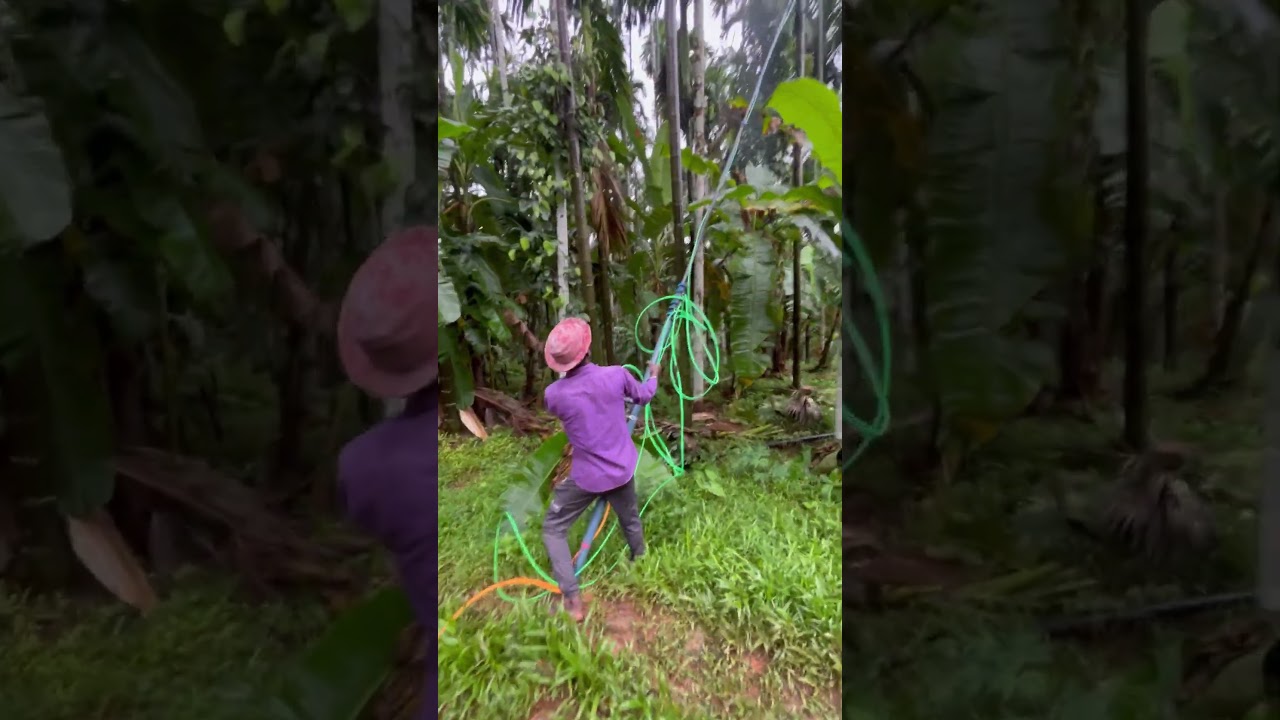 Arecunut spray #spray #arecanutfarming #arecaleafplate #arecanutcultivation