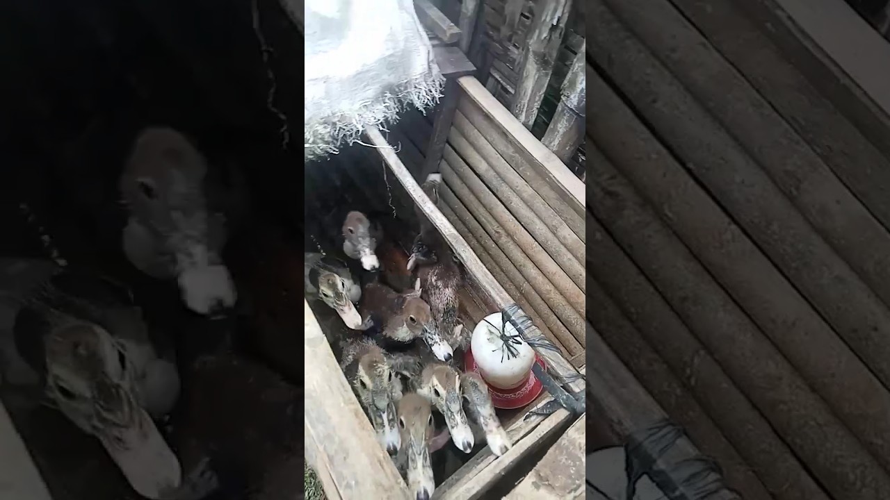 Secret Morning Routine to Grow Ducklings Fast! 🦆💰 Feeding Time Madness!&rdquo;