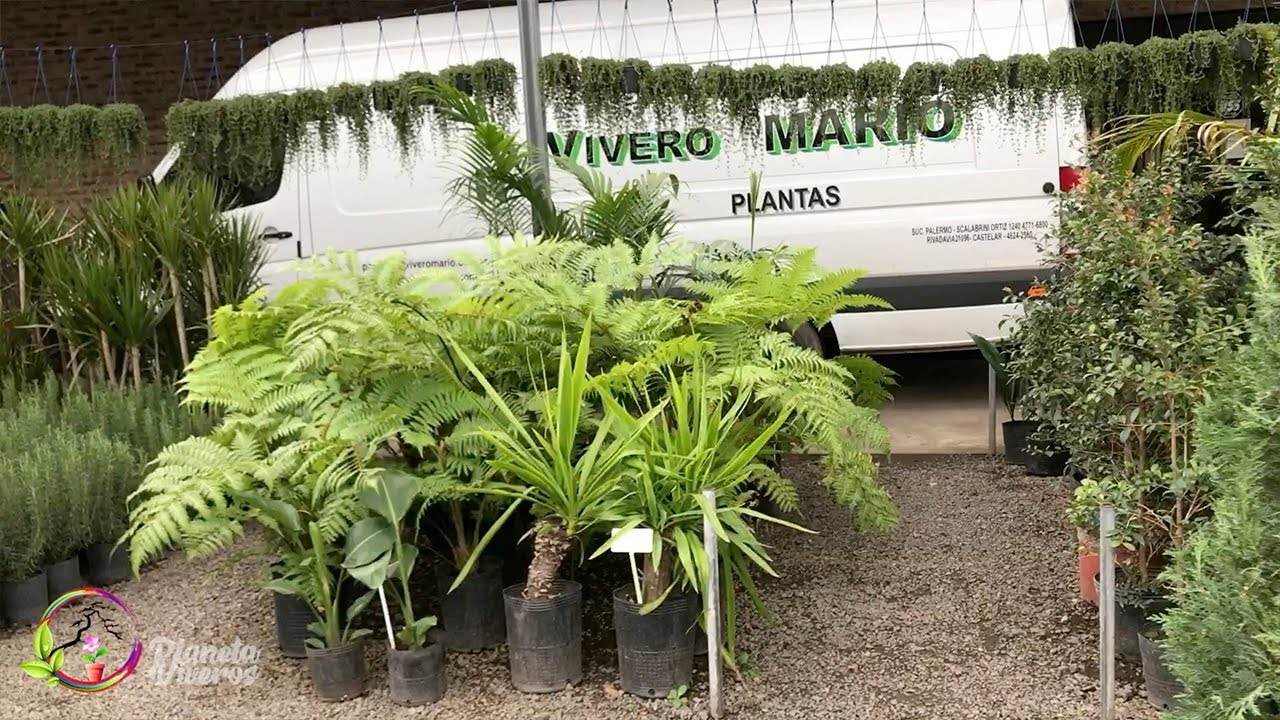 Vivero Mario Plantas de Jardin y Macetas - Castelar, Bs As