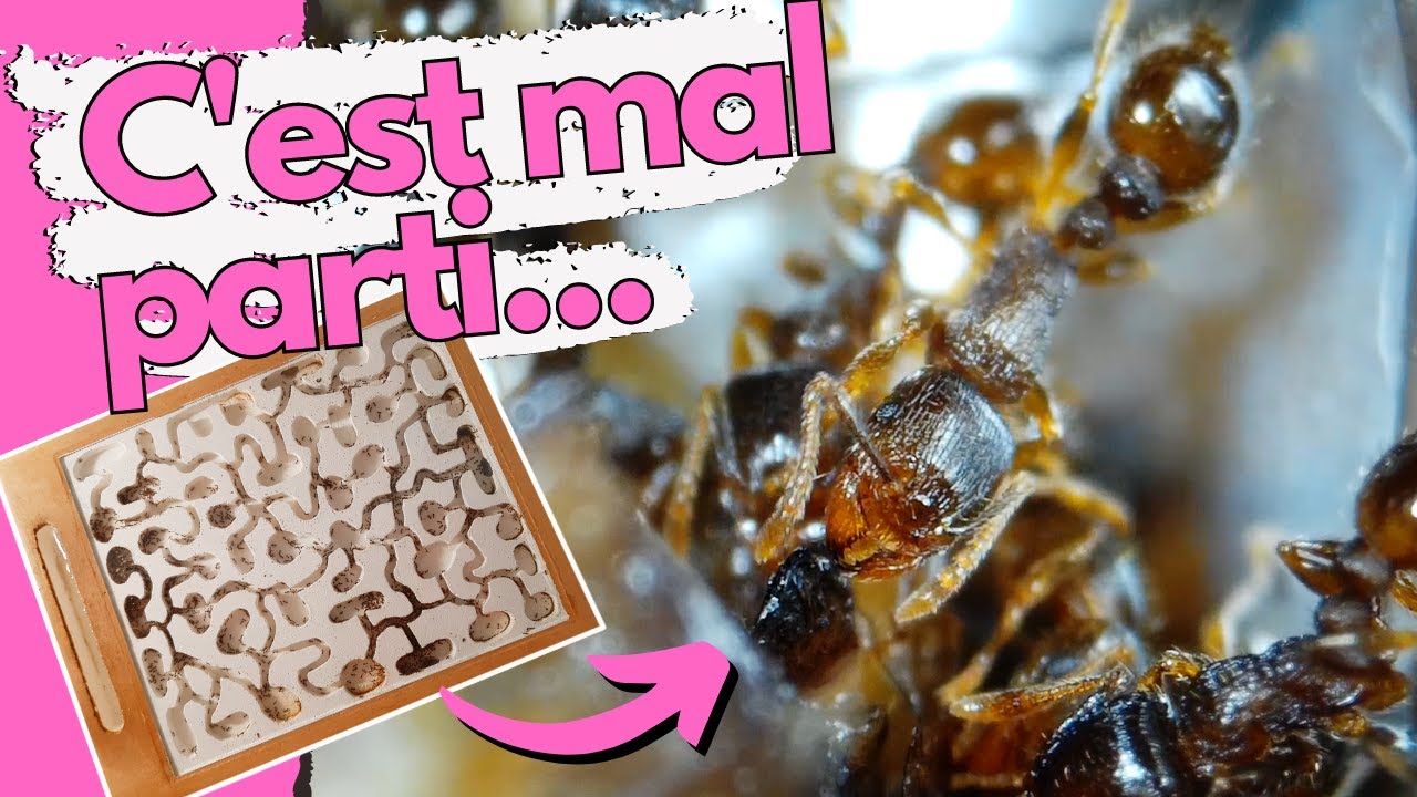 L’année commence mal pour mes fourmis Tetramorium… Paulette à la rescousse !