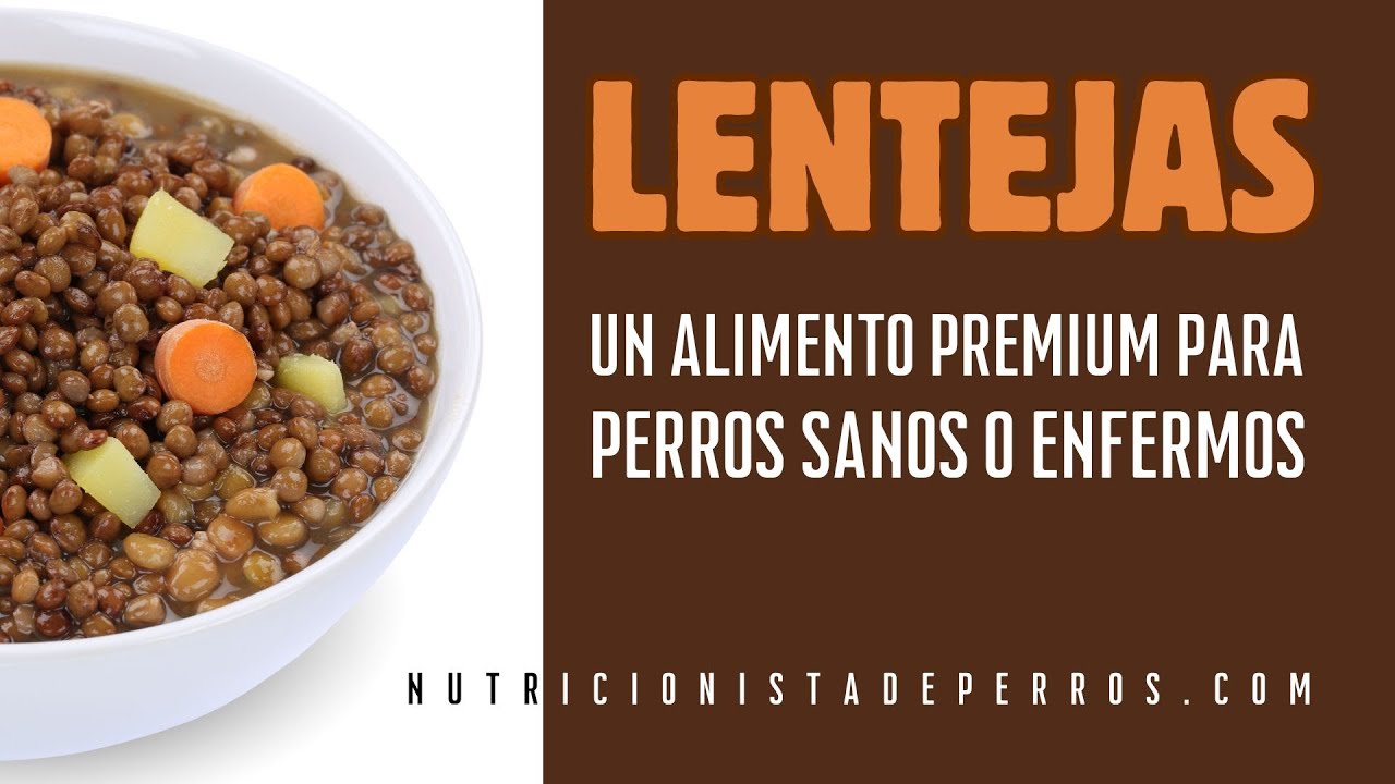 Lentejas para perros sanos y enfermos.