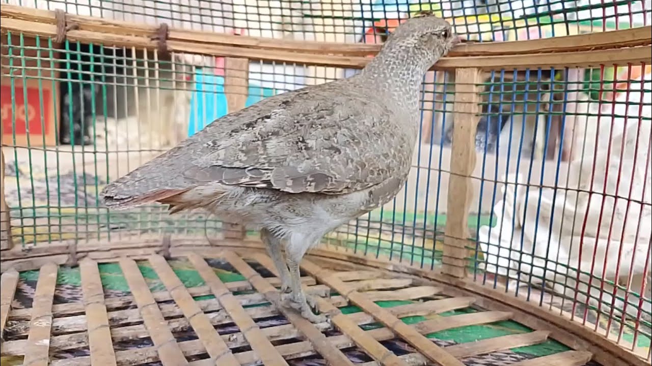 Sand partridge seese partridge sound | sand partridge catching sounds sand partridges