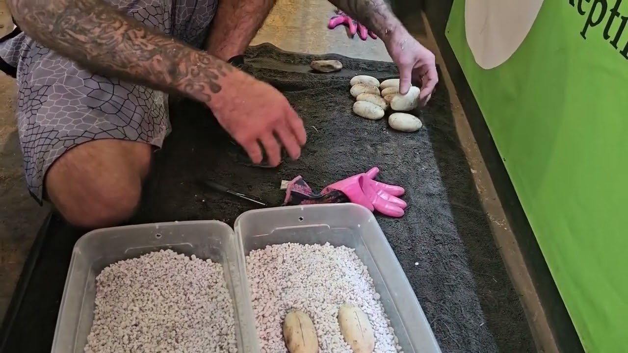 2024 Asian Water Monitor Incubation 101 Update