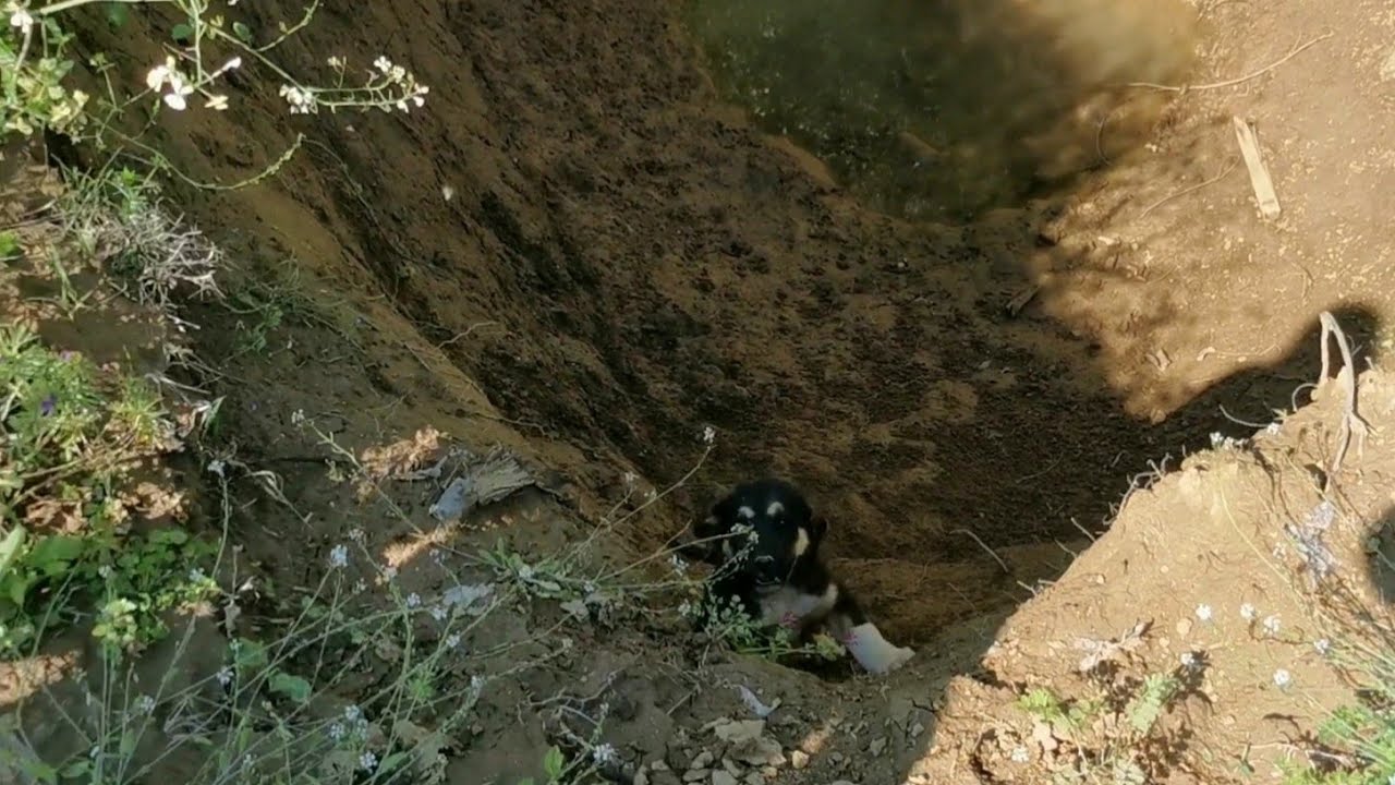 Puppy found alone  in a deep ditch crying for help