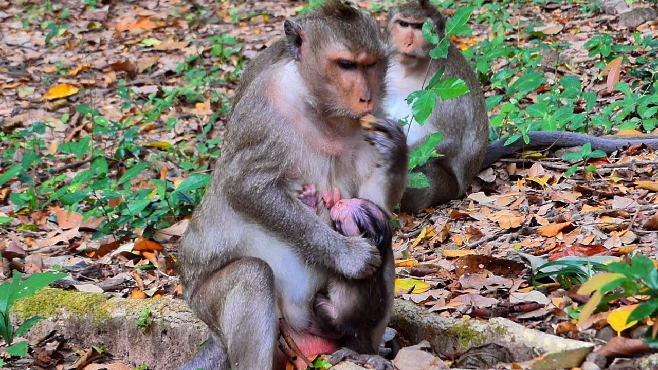 O/h...! Monkey momma Spring adheres to​ r+evokes milk to tiny baby Sapphire | Baby Fabulous