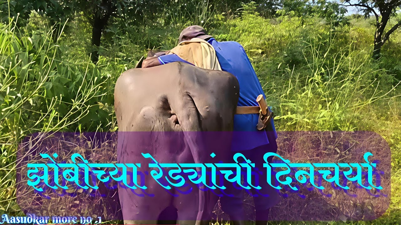 झुंजीचे रेडे......( तात्या आणि (राजा, भोज्या) यांच्यातील अनोखी मैत्रीभावना)😍😍 Fighting Bulls