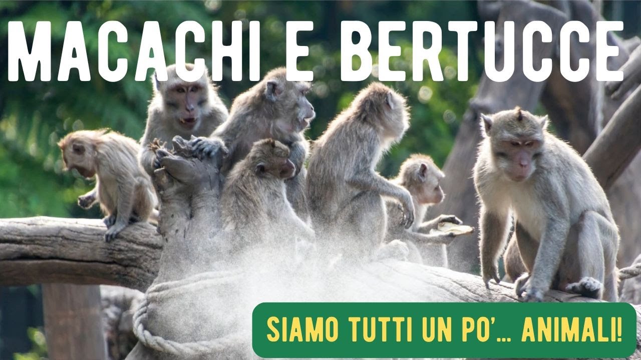 Scimmie - Macachi e Bertucce - Siamo tutti un po' ... animali! - I mammiferi raccontati ai bambini