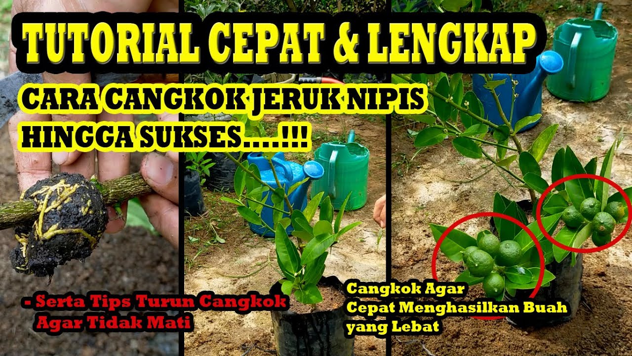 Tutorial Lengkap!! Cara Mencangkok Jeruk Nipis Agar Berbuah Lebat