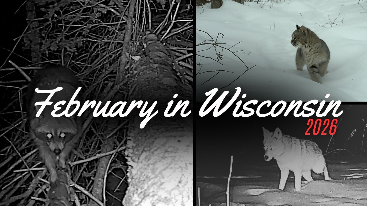 Foraging Raccoon and More | Trail Camera Highlight