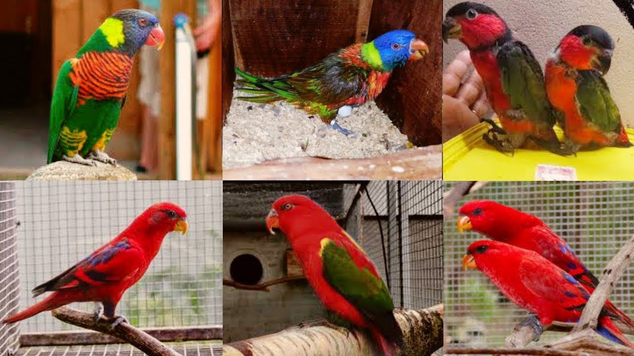 Top 10 type lorry Bird Price | Lorikeet bird Price in India ( 2025 )