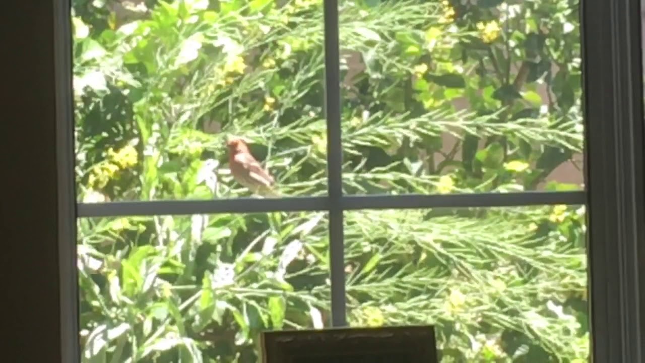 Use Mustard Instead of Bird Netting in The Berry Patch