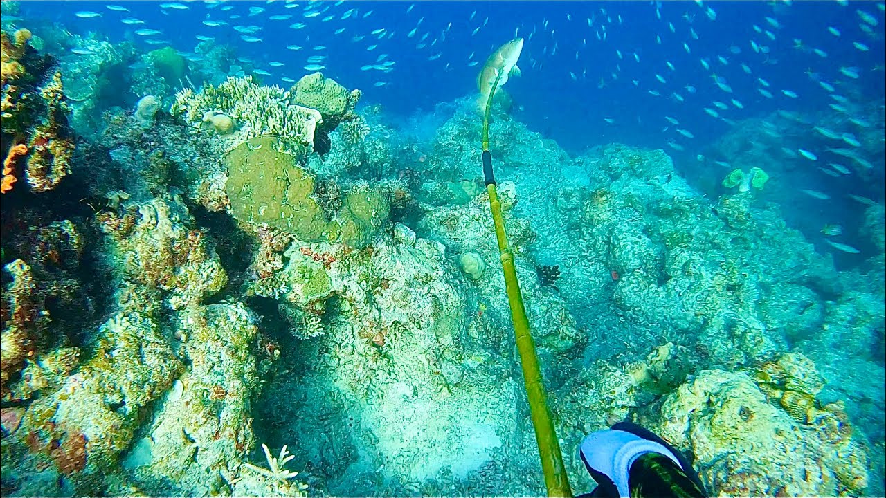 HAND MADE SPEAR. SPEARFISHING WITH SHARKS.