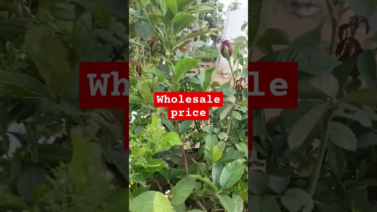 Wholesale nursery plants purchase