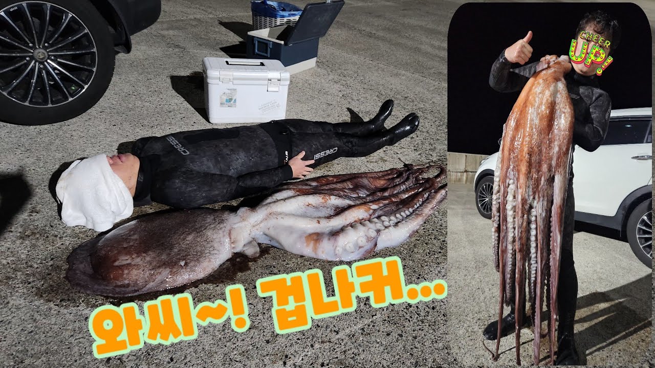 35Kg.. 왕건이 대왕문어!