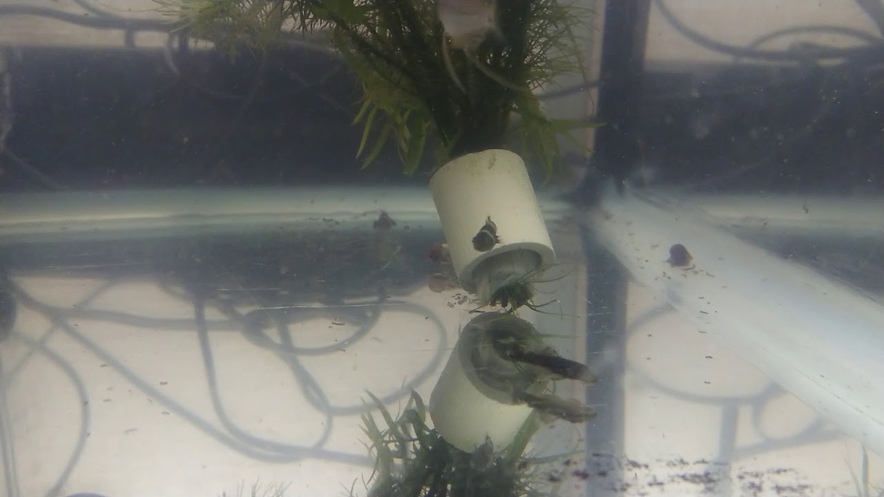 Бычок-пчелка (Brachygobius doriae)