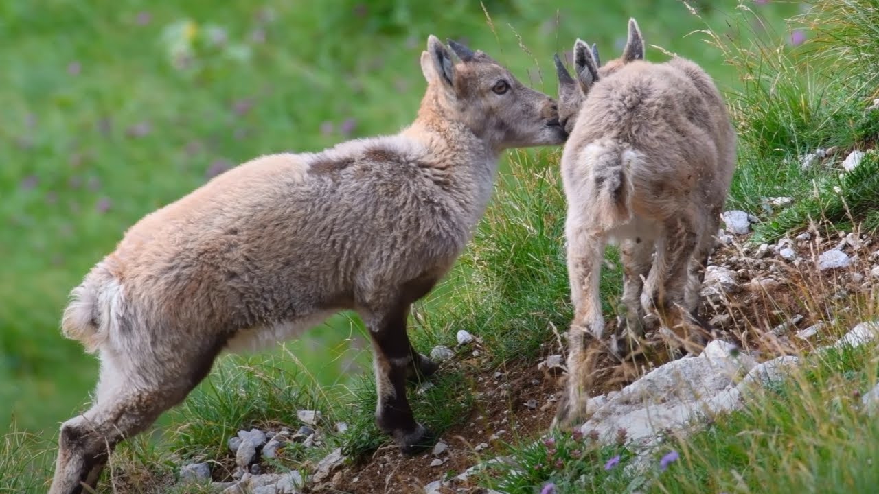 Natur und Wildbeobachtungen Tirol