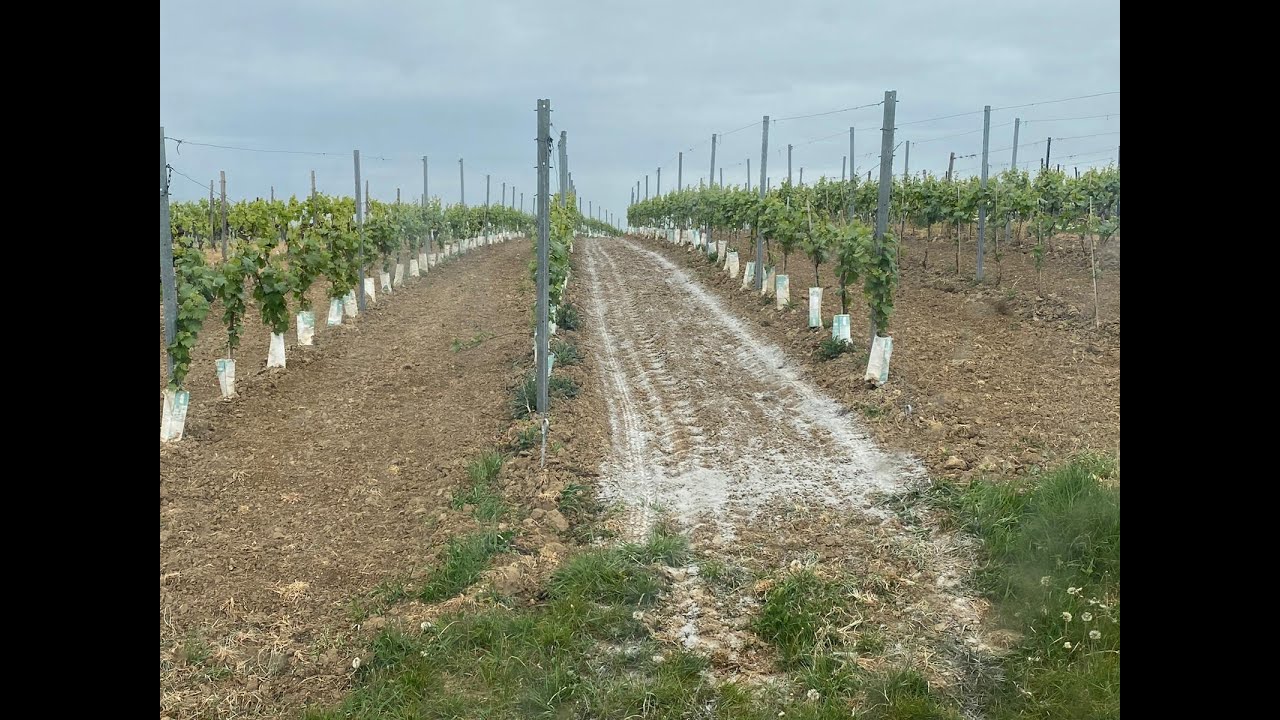 Weinbau ohne Kupfer & Chemie im Weingut Schäfer Zimmermann in Ockenheim