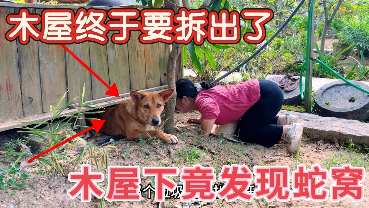 建了5年的木屋终于要拆出了，发现里面有个蛇窝，走近一看发现不对劲