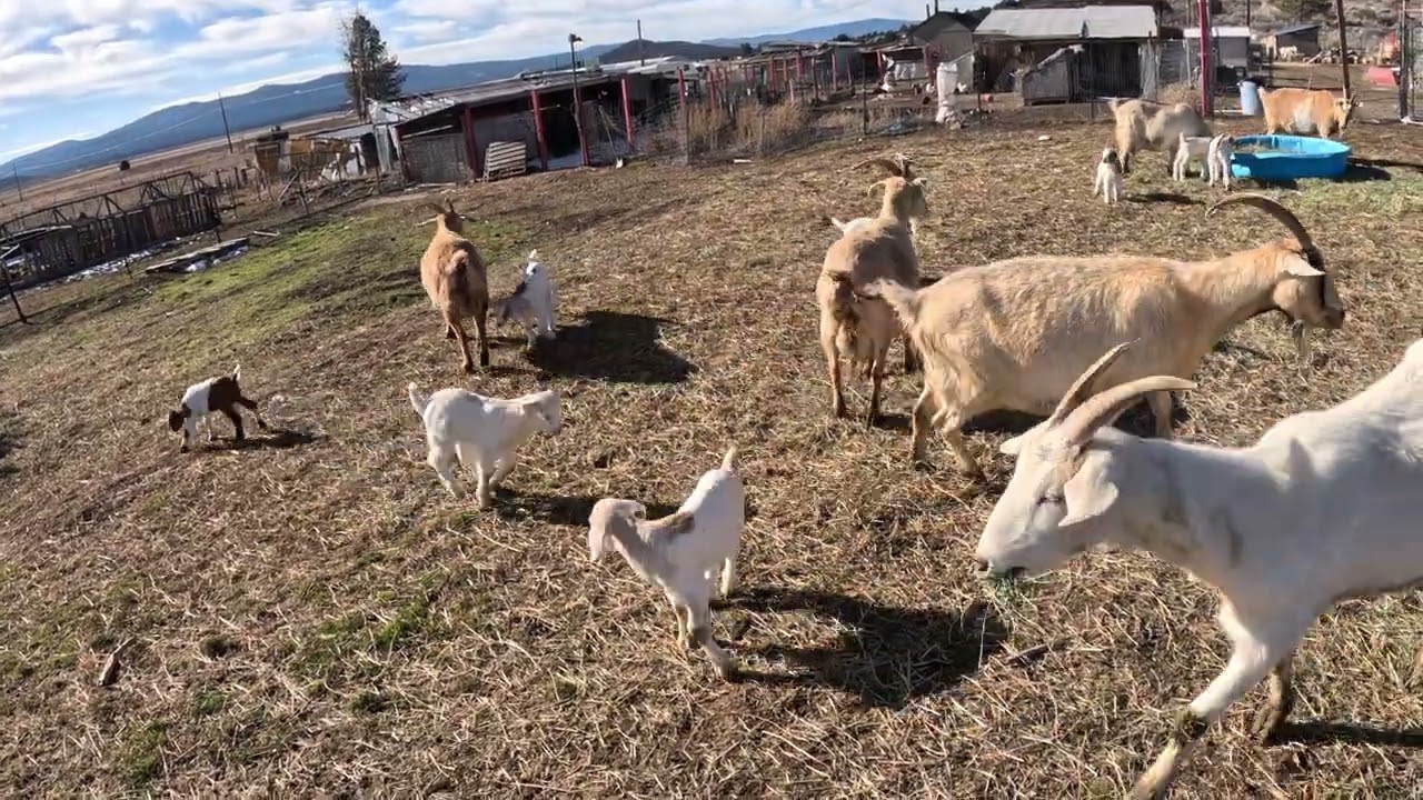 Baby goats first day out.