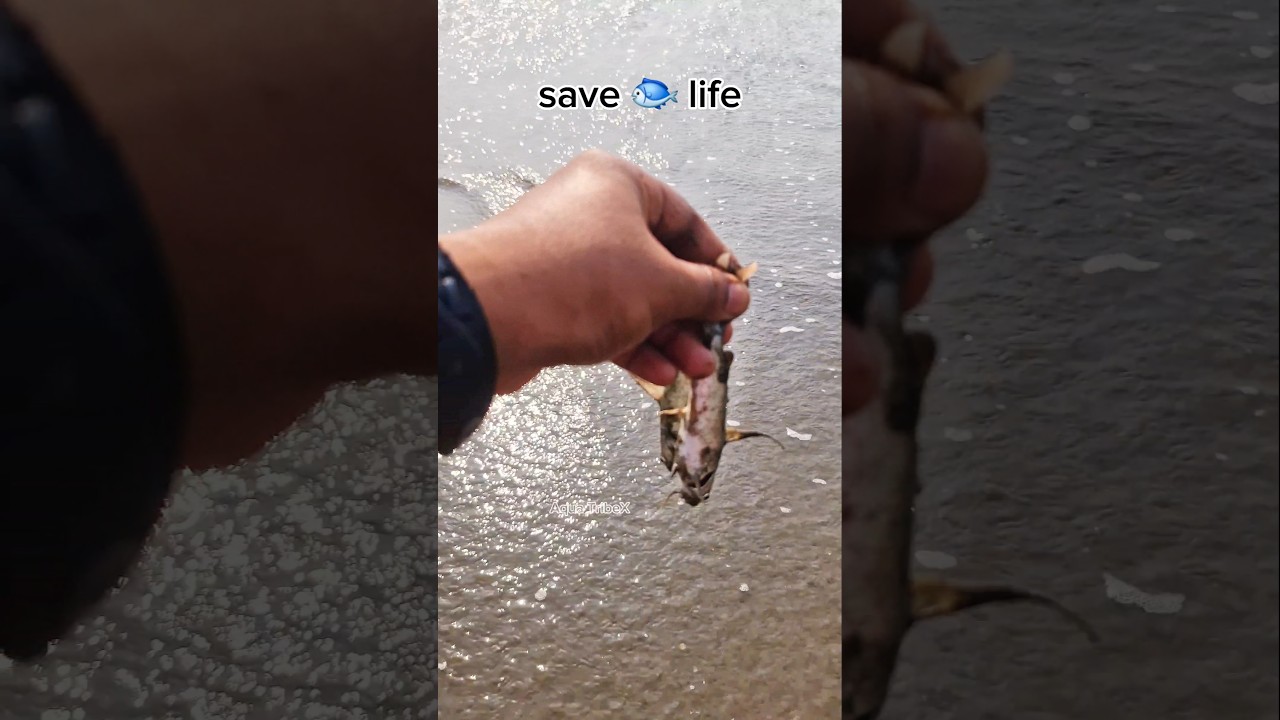 Baby Catfish Trapped in Mud Couldn't Leave Him to Die 🐠 Save Mission #Rescue#CatfishRescue #SaveLife