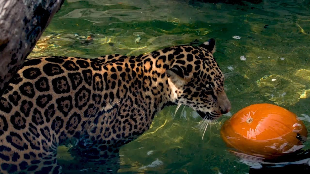 Animal Spotlight: Rojo the Jaguar