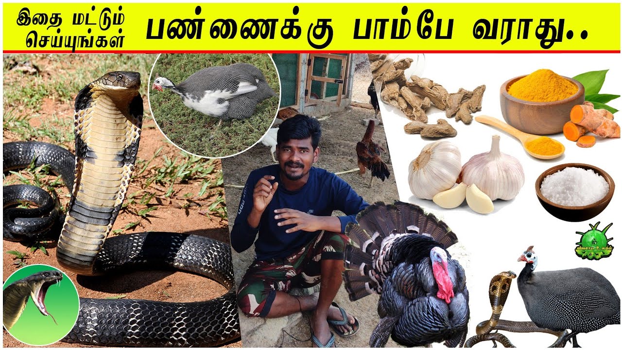 இதை மட்டும் செய்யுங்கள் பண்ணைக்கு பாம்பே வராது / Web Series 3 ??