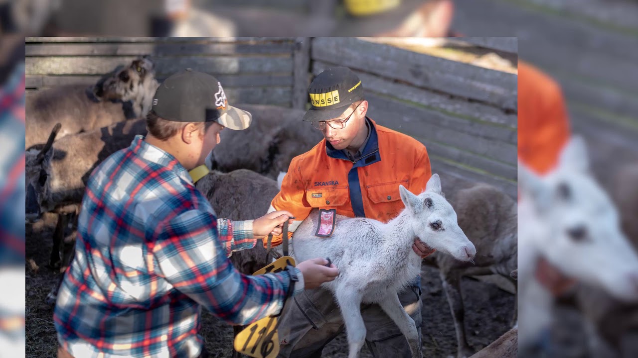 Kesäerotus Pyhä Kallio juhannus 2018