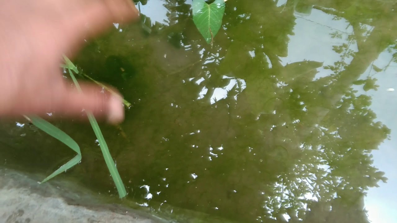 CARA BUDIDAYA LUMUT || DENGAN MUDAH