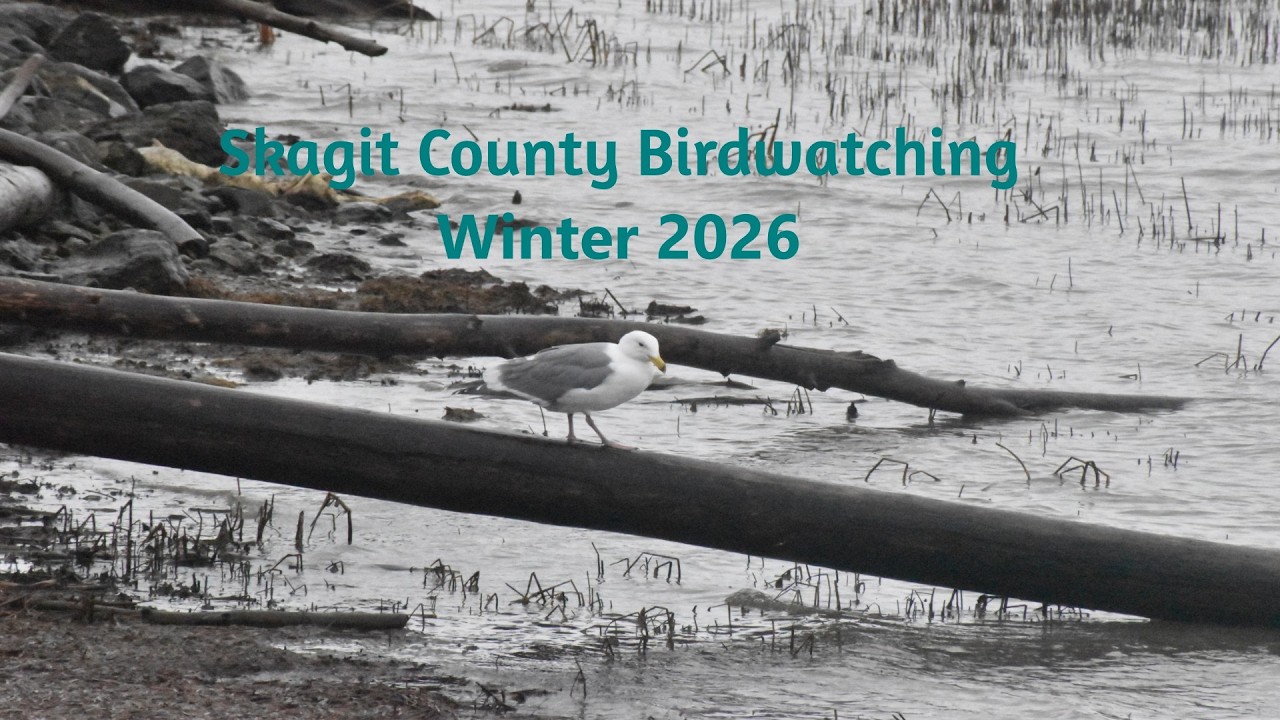Birdwatching the Skagit River Delta Winter 2026; Bald Eagles, Belted Kingfisher, Waterfowl, and Gull