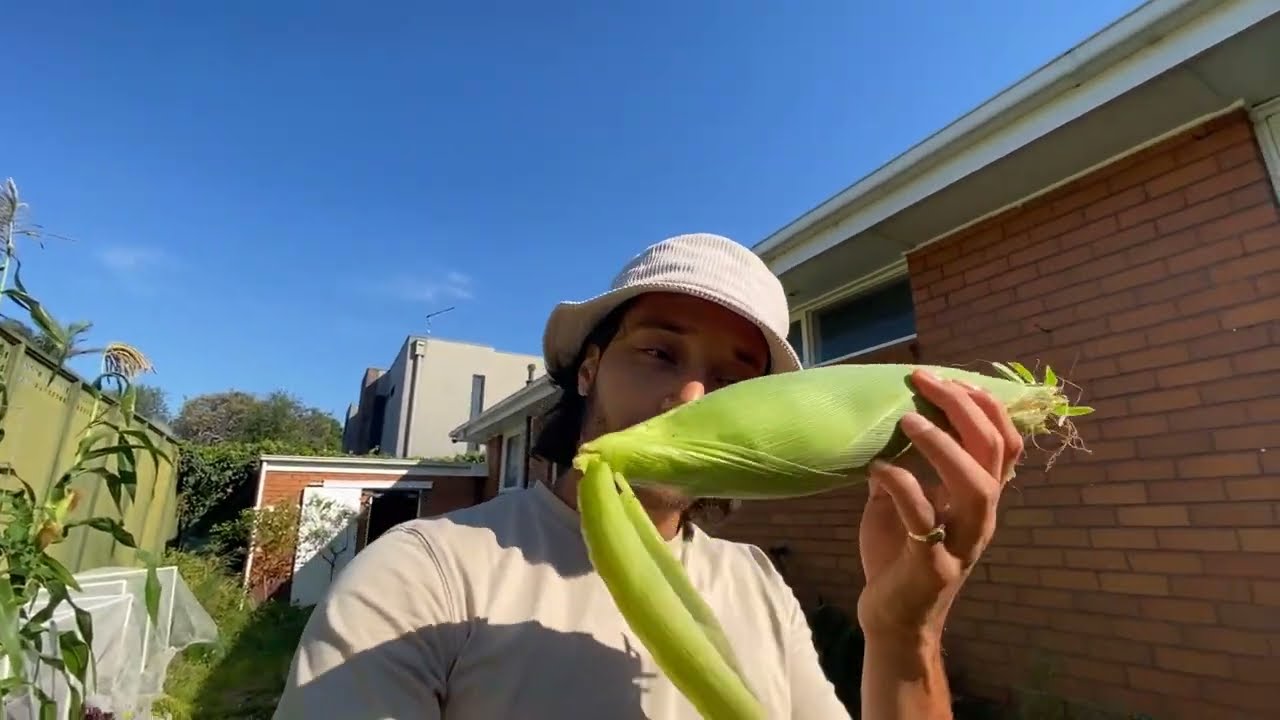 Finally I Got a Decent Corn Size - #136 Daily In the Garden
