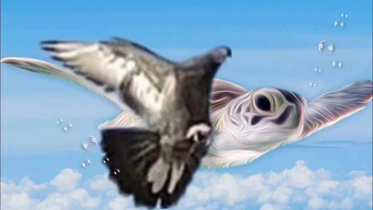 ИГРОВЫЕ ГОЛУБИ ИРАНСКИЕ, IRANIAN GAME PIGEONS #tauben #pigeons