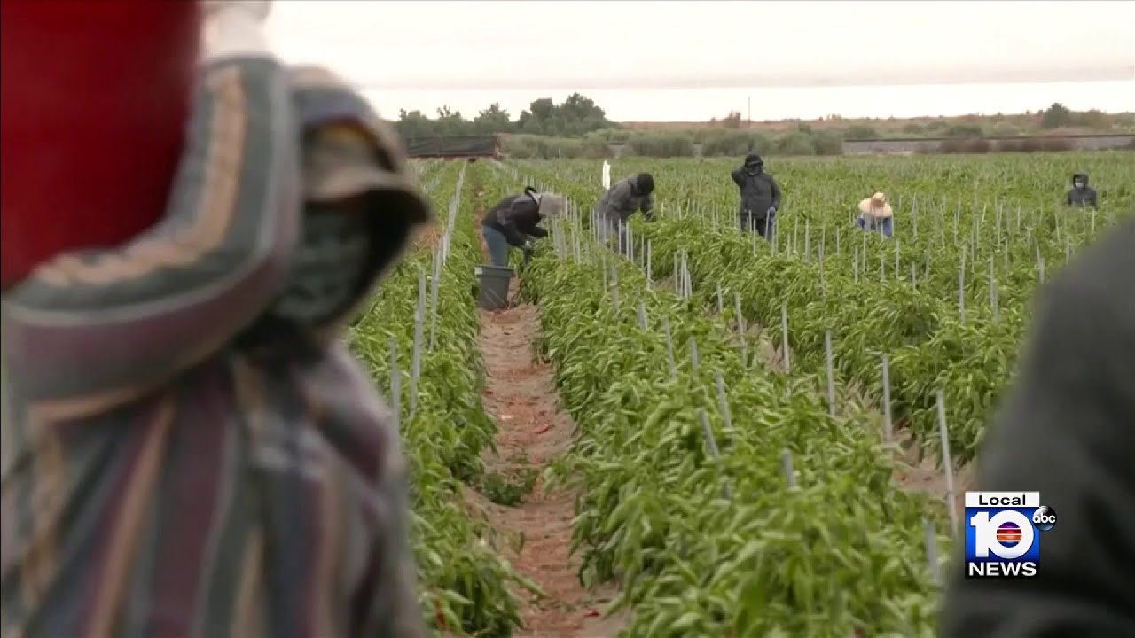 New Florida law targets businesses hiring undocumented workers