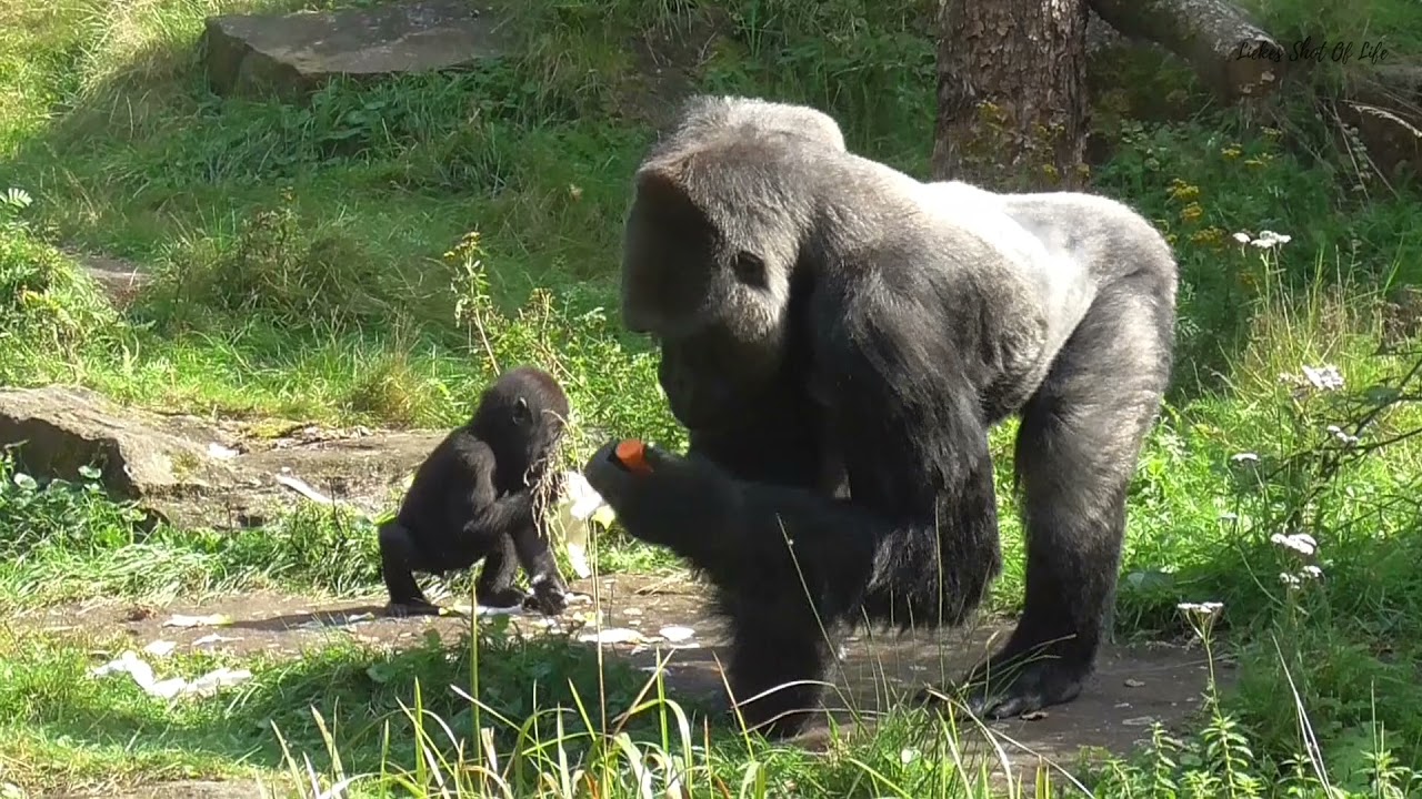 A LOVELY SUNNY DAY WITH BABY GORILLA KIANGO AND DADDY BAO BAO