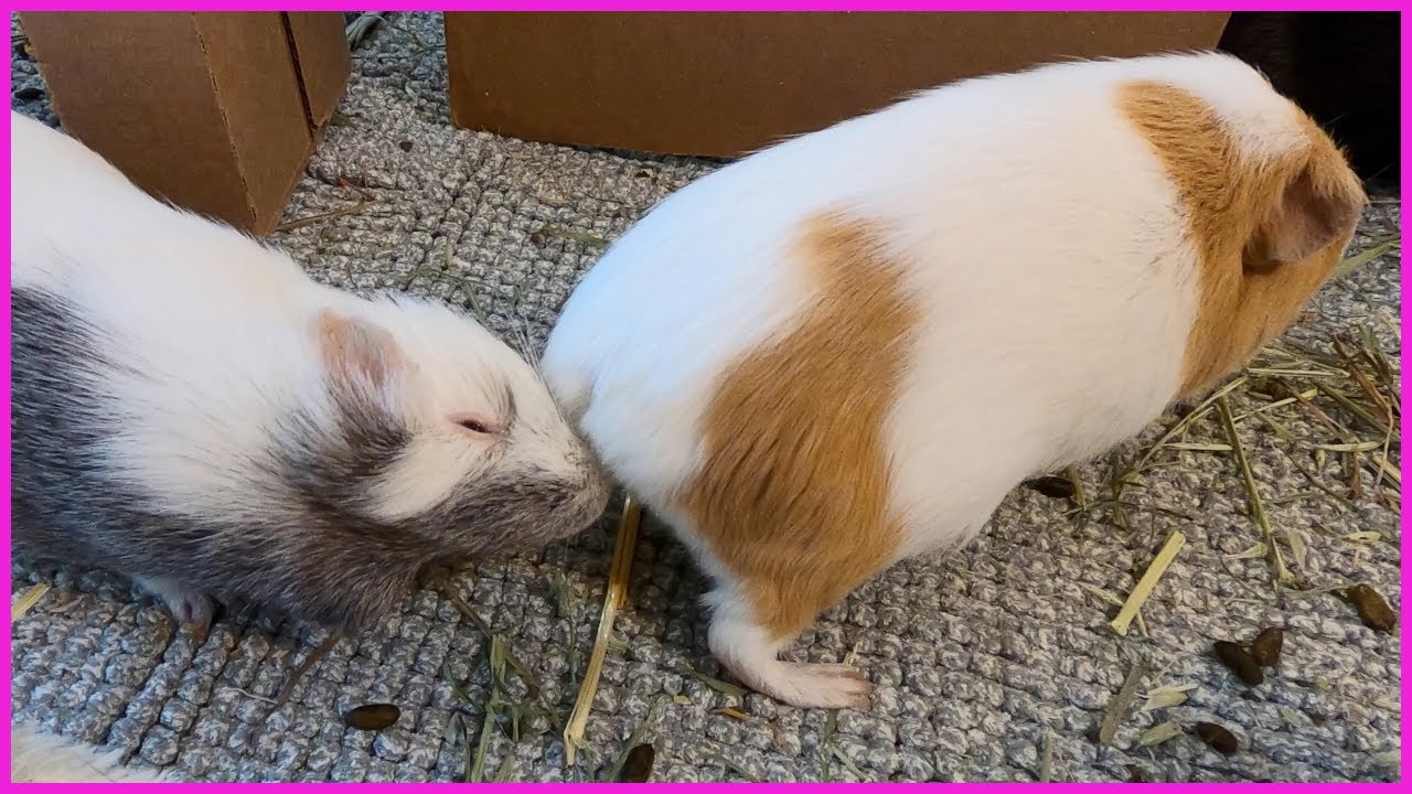 Best guinea pig noises of the wheek! (2021 Week 10)