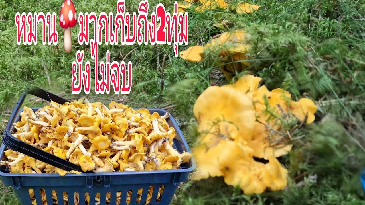 เห็ดมันปูเยอะจนล้นเก็บเพลินจน2ทุ่ม  เก็บไม่หมดล้นตะกร้าแล้ว🍄🍄🇸🇪 20/7/2025