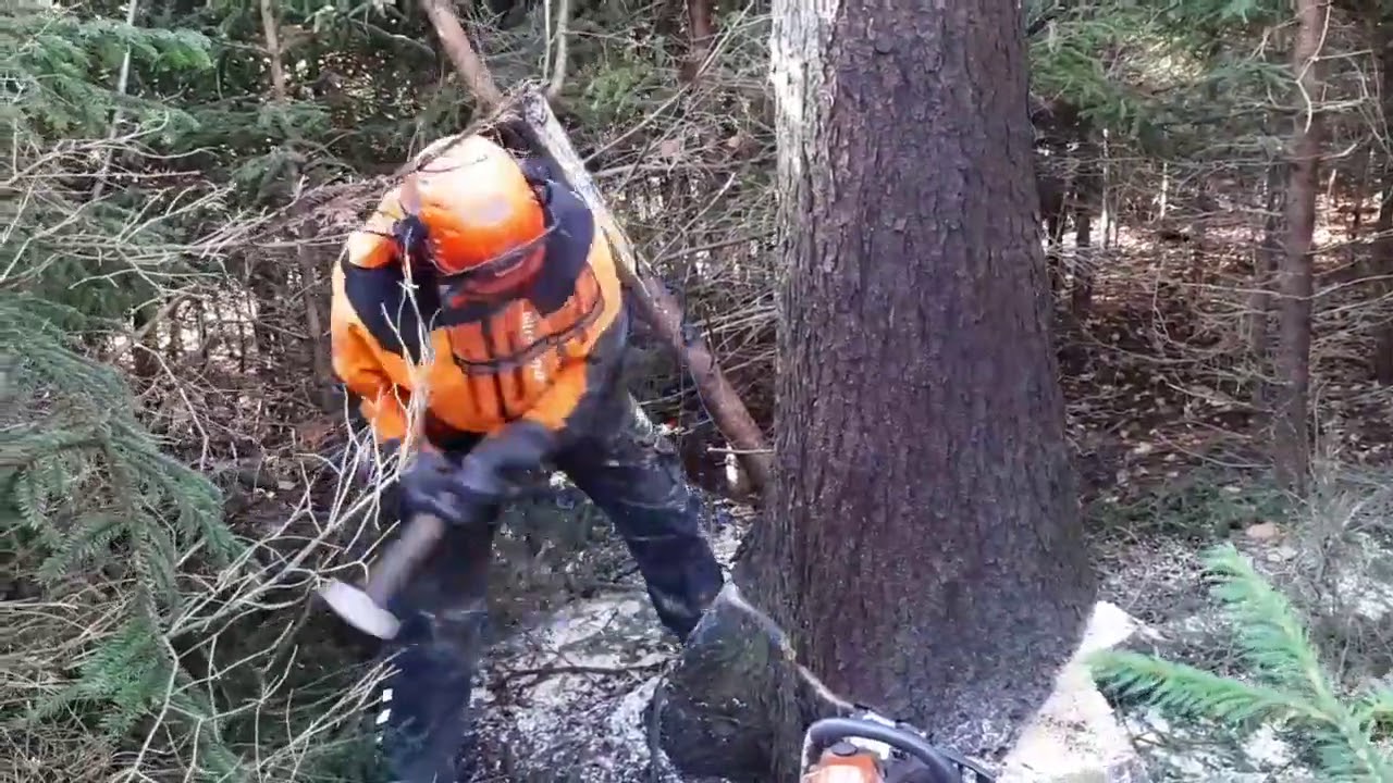 Tree felling with a Husqvarna 560XP chain saw and heavy Harvestor technology