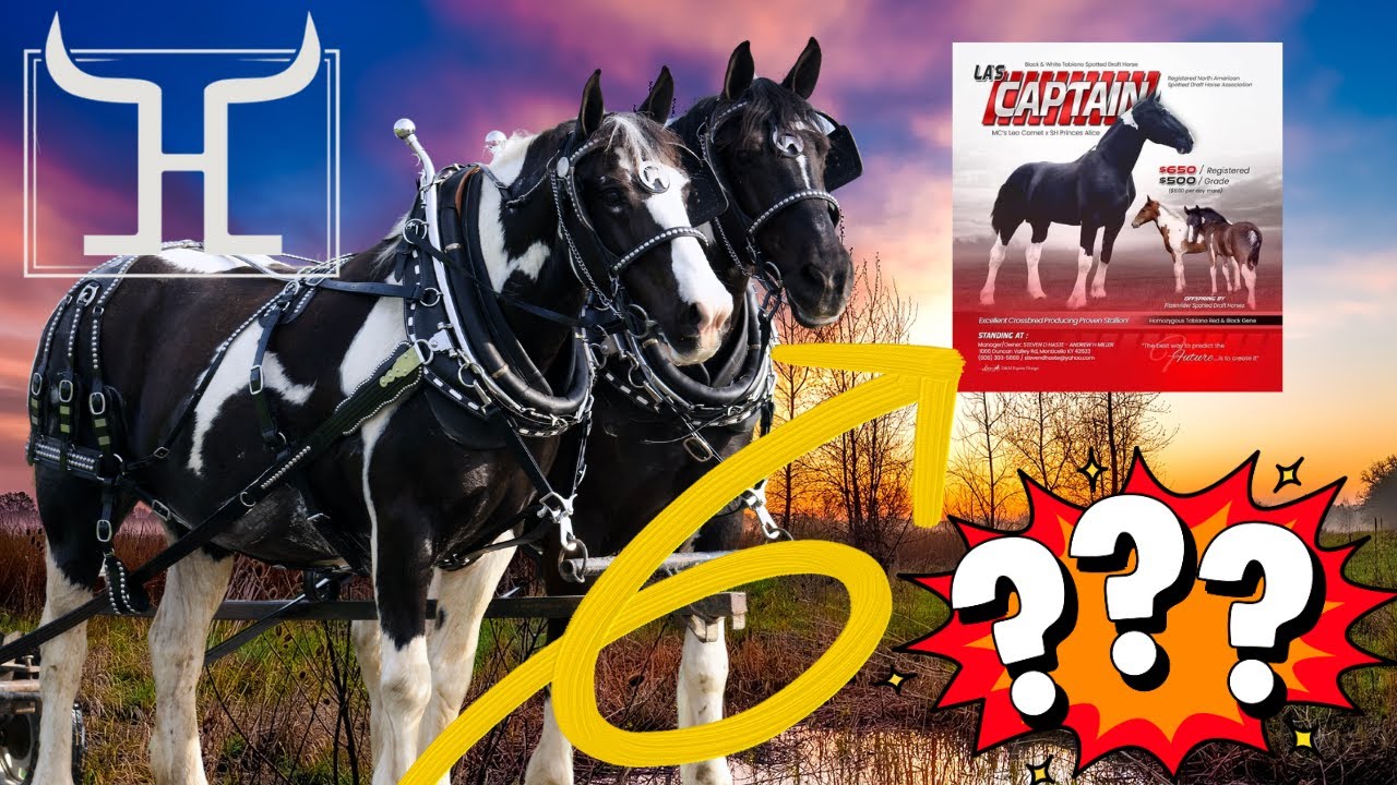 Want a DREAM Draft Horse Team? See This Investment Opportunity Now PLUS more ! CLICK HERE NOW !