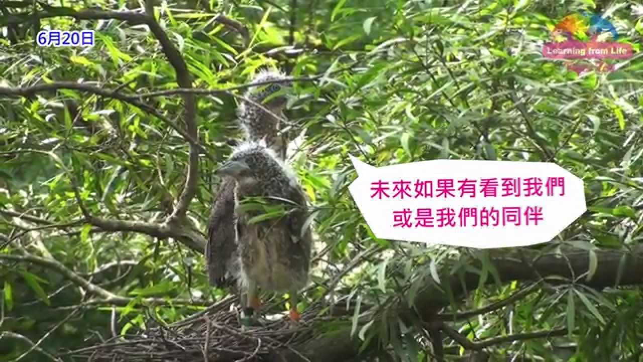 黑冠麻鷺寶寶何去何從—臺大森林系有追蹤計畫 To Track Malayan Night-heron