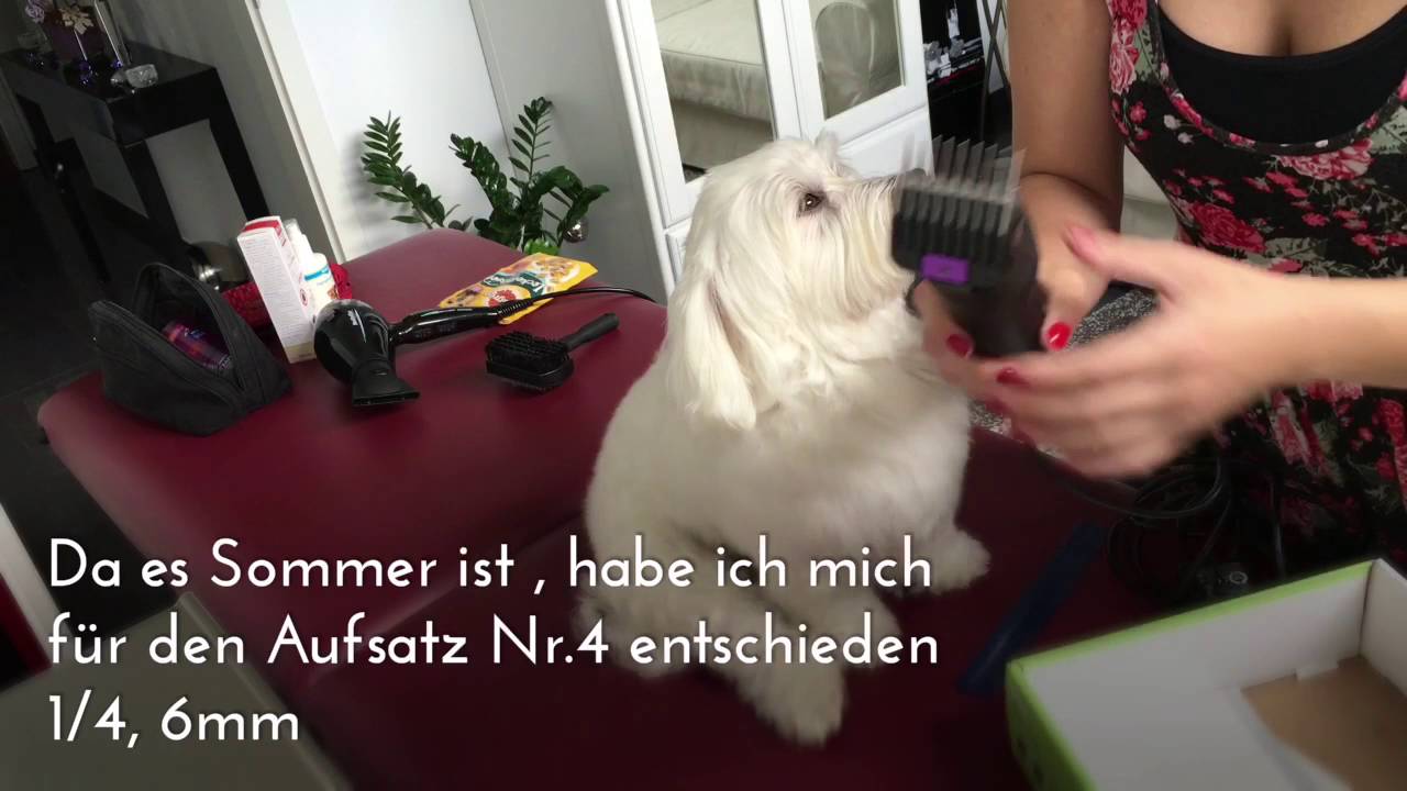 Grooming a Maltese Dog | Malteser trimmen, schneiden | namens Lui