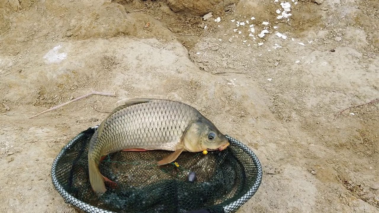 Gözəl Gunlərdən Biri Sazan Sudak və Karas Ovu #fishing #baliq#amazingfishingvideos #balıqovu