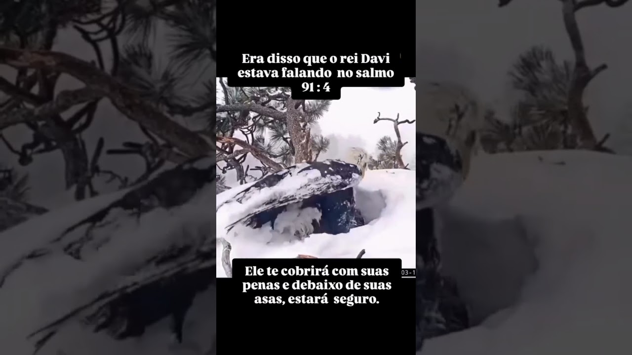 ave Protegendo seus filhotes