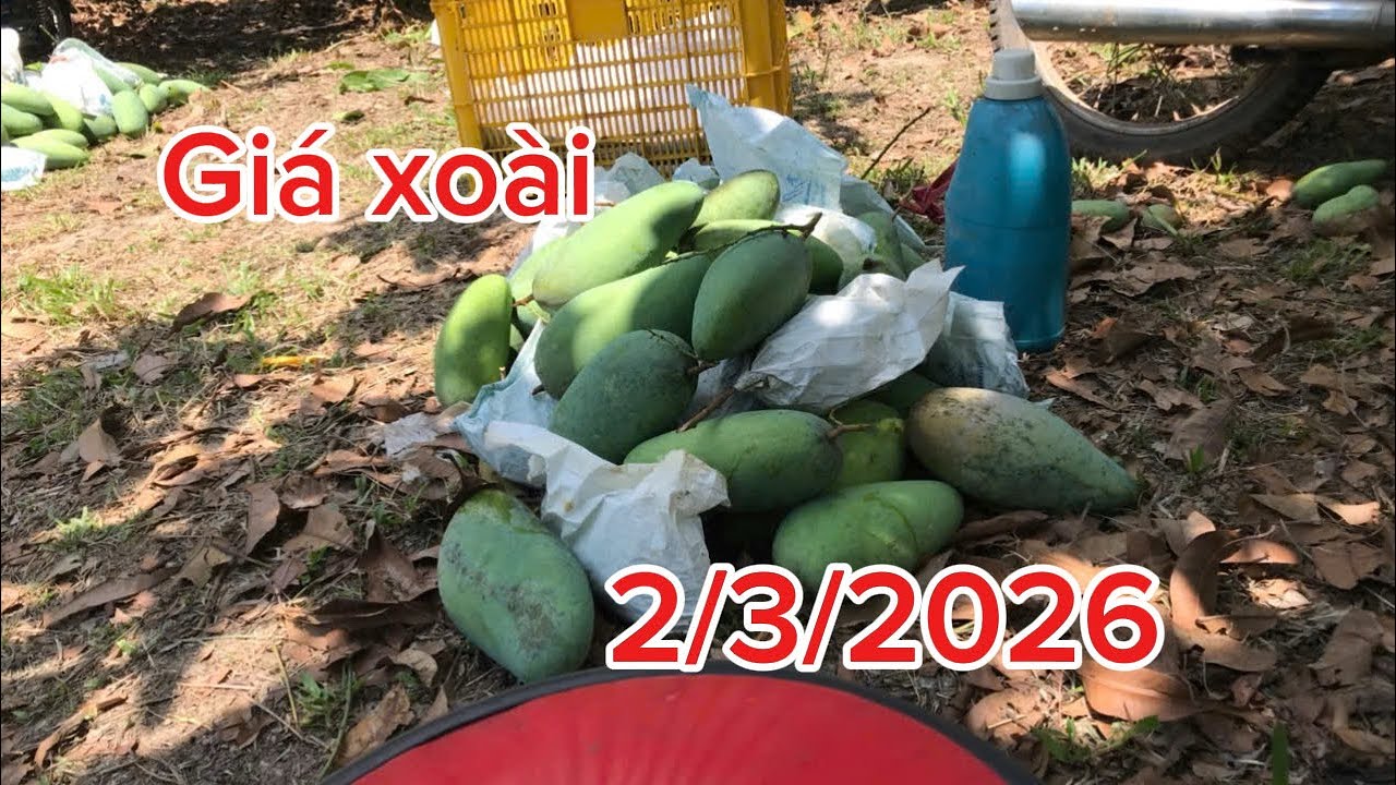 Giá xoài ngày 2/3/2026